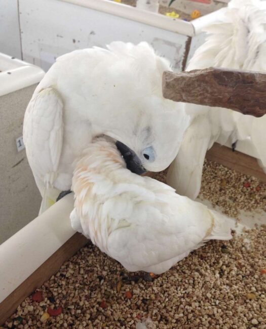 Bare Eye Cockatoo for Sale - Image 2