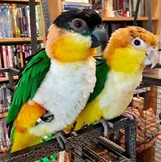 Black Headed Caiques for Sale