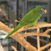 Blue Crown Conures for Sale - Image 2