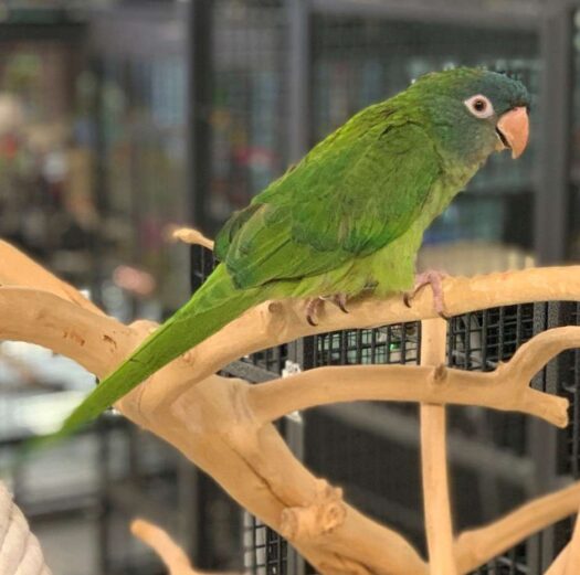 Blue Crown Conures for Sale - Image 2
