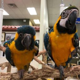 Blue Throated Macaw For sale