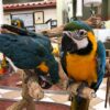 Blue Throated Macaw For sale - Image 2