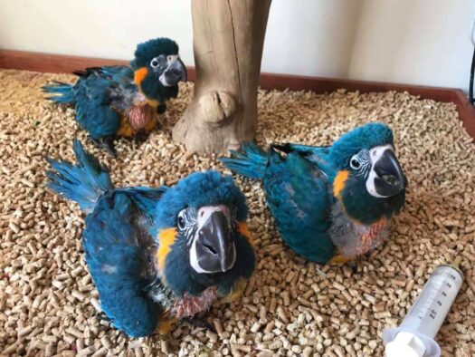 Blue Throated Macaw For sale - Image 3