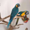 Blue Throated Macaw For sale - Image 4