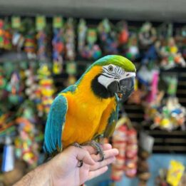 Blue and Gold Macaws for sale