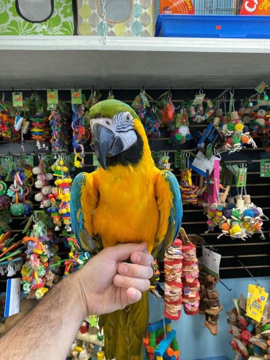Blue and Gold Macaws for sale - Image 2