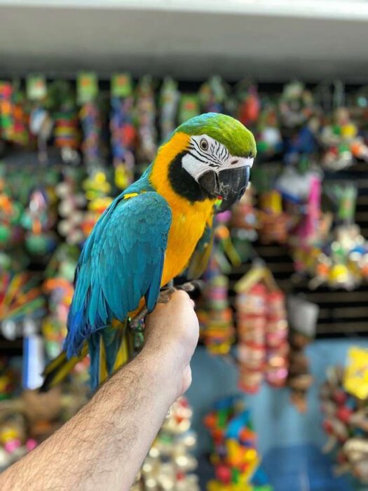 Blue and Gold Macaws for sale - Image 3