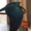 Blue and Gold Macaw for sale - Image 2