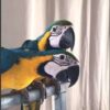 Blue and Gold Macaw for sale - Image 4