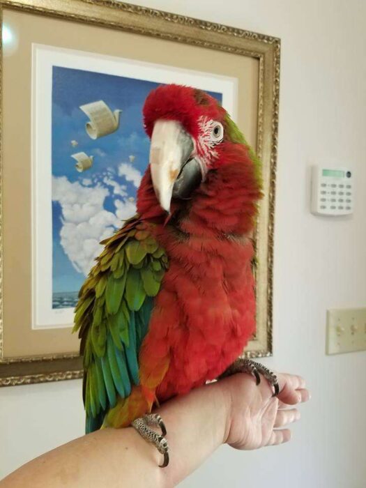 Calico Macaw for sale