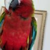 Calico Macaw for sale - Image 2