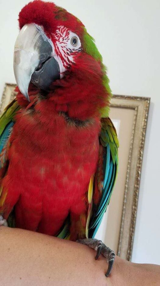 Calico Macaw for sale - Image 2