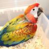 Camelot Macaw For Sale - Image 2