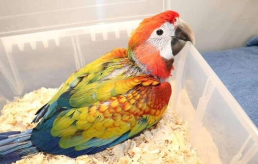 Camelot Macaw For Sale - Image 2