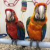 Camelot Macaw For Sale - Image 3