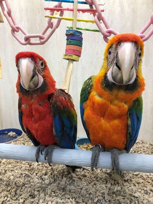 Camelot Macaw For Sale - Image 3