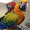 Camelot Macaw For Sale - Image 4