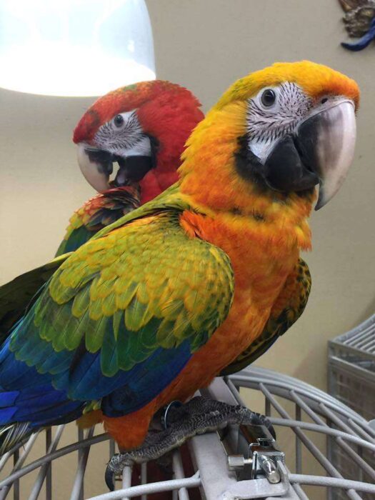 Camelot Macaw For Sale - Image 4