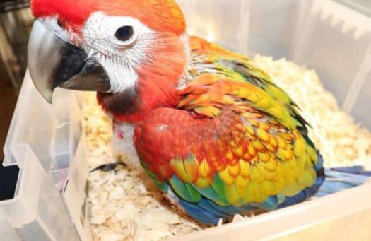 Camelot Macaw For Sale - Image 5
