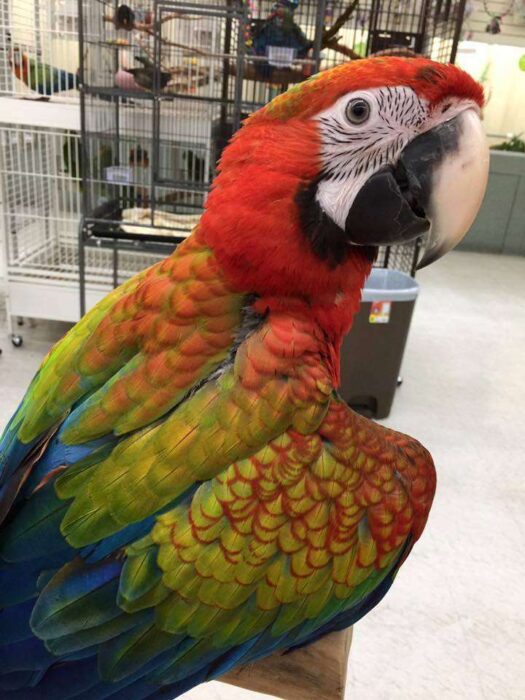 Camelot Macaw For Sale - Image 6