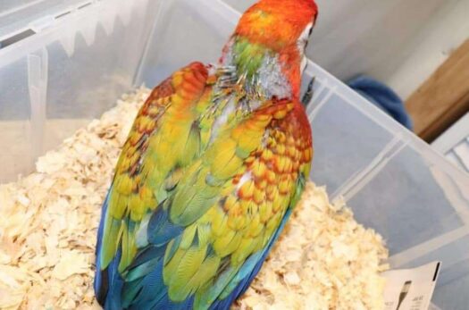 Camelot Macaw For Sale - Image 7