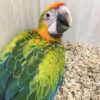 Camelot Macaw For Sale - Image 8