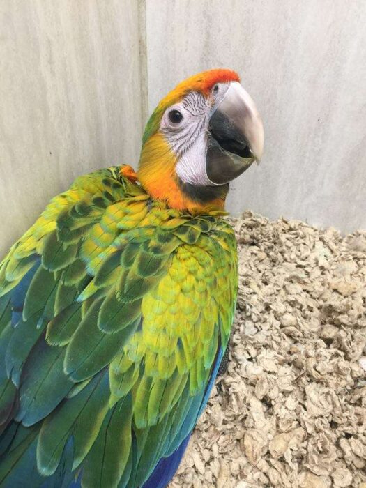 Camelot Macaw For Sale - Image 8