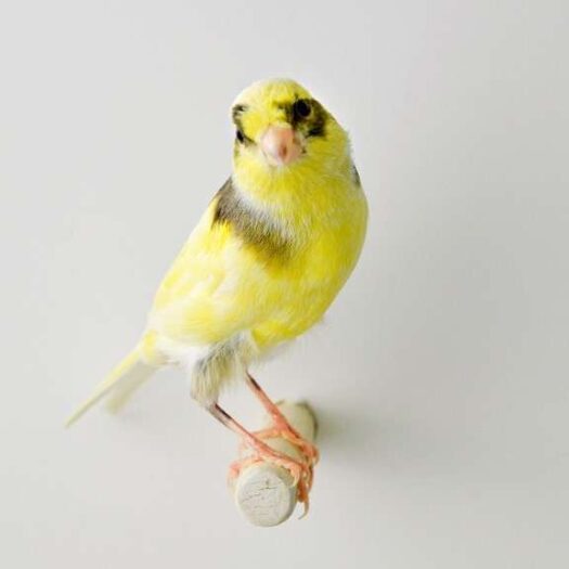 Canaries for Sale