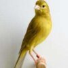 Canaries for Sale - Image 2