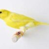 Canaries for Sale - Image 4