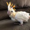 Citron Crested Cockatoos for Sale - Image 2