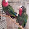 Cuban Amazon Parrot for Sale