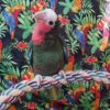 Cuban Amazon Parrot for Sale - Image 2