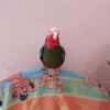 Cuban Amazon Parrot for Sale - Image 3