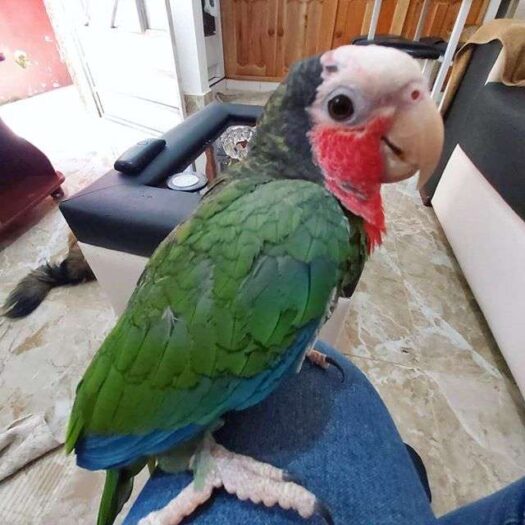 Cuban Amazon Parrot for Sale - Image 4