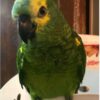 Double Yellow Head Amazon Parrot for Sale - Image 3