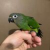 Dusky Conure for Sale - Image 2