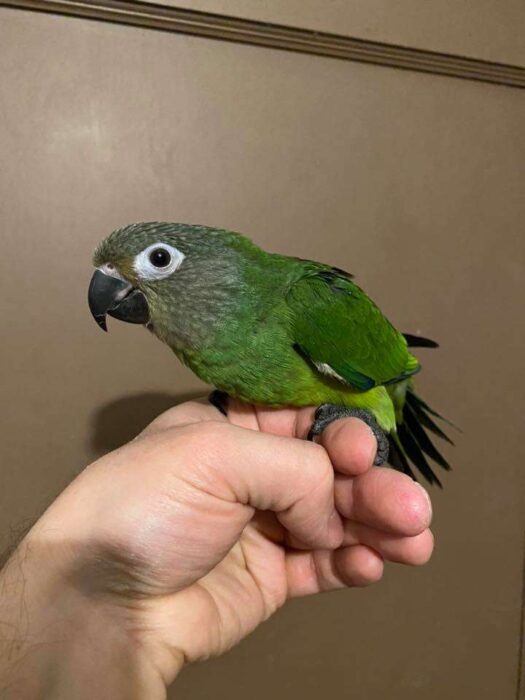 Dusky Conure for Sale - Image 2