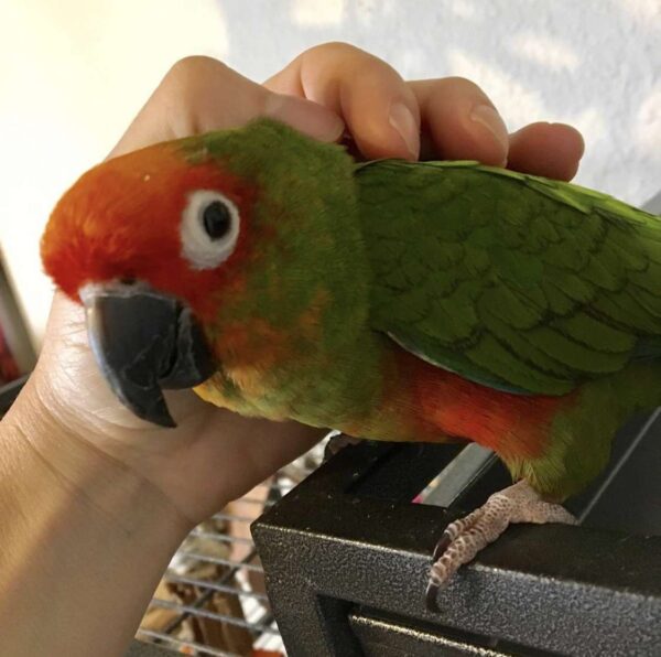 Gold Capped Conure for Sale