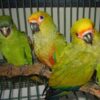 Gold Capped Conure for Sale - Image 2