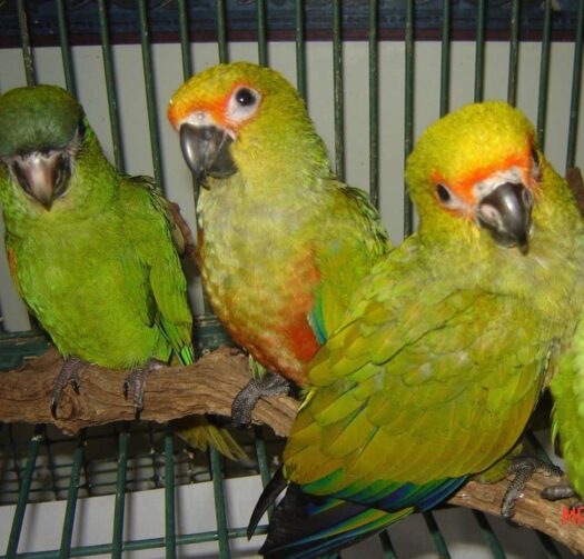 Gold Capped Conure for Sale - Image 2