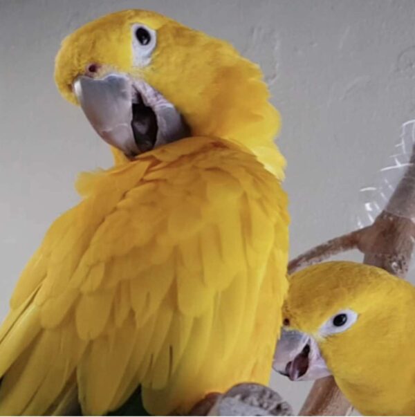 Golden Conure for Sale