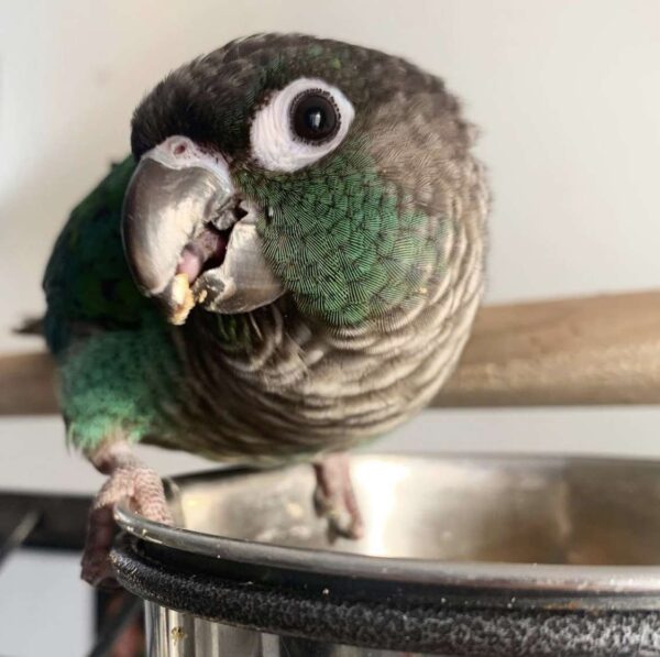 Green Cheek Conure for Sale