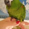Hahns Macaws for Sale