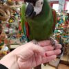 Hahns Macaws for Sale - Image 3