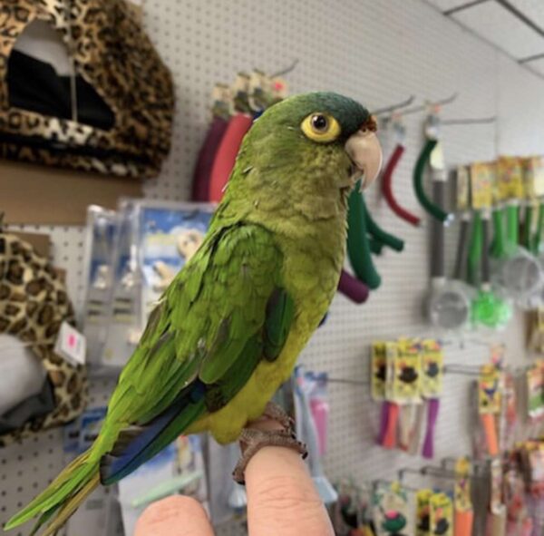 Half Moon Conure for Sale