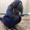 Hyacinth Macaws for Sale - Image 2