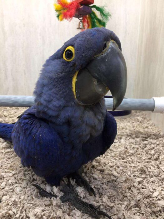 Hyacinth Macaws for Sale - Image 2