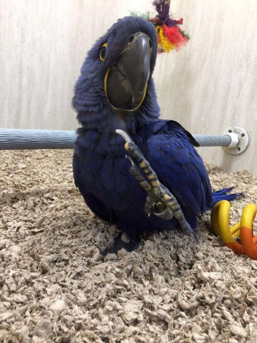 Hyacinth Macaws for Sale - Image 3