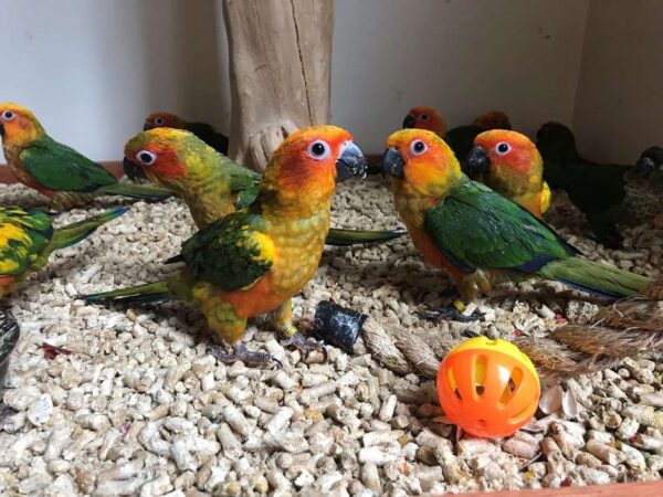 Jenday Conures for Sale